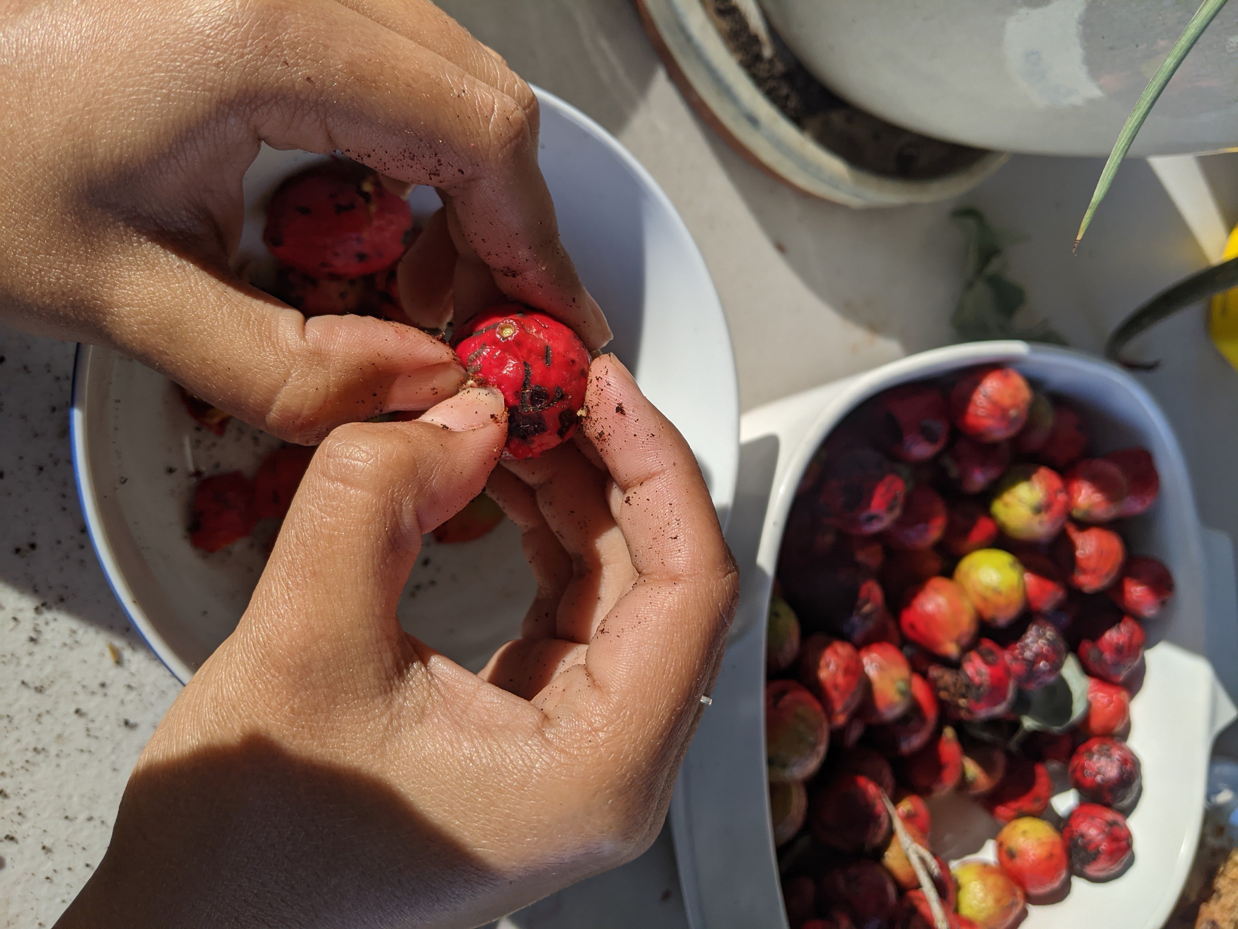 Photo of Maya Hodge peeling quandongs with her mother in 2020.JPEG