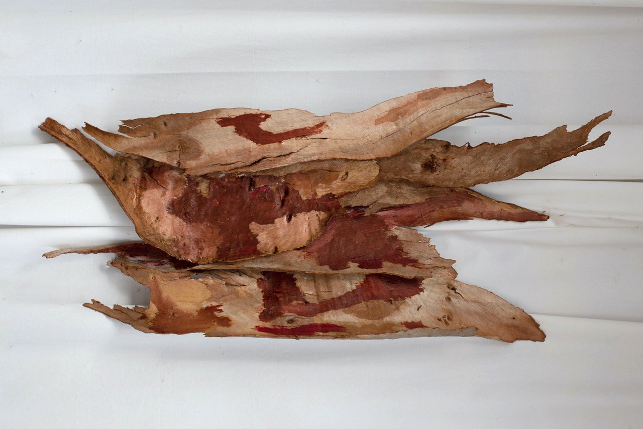 Bark Image for Everywhen.jpeg