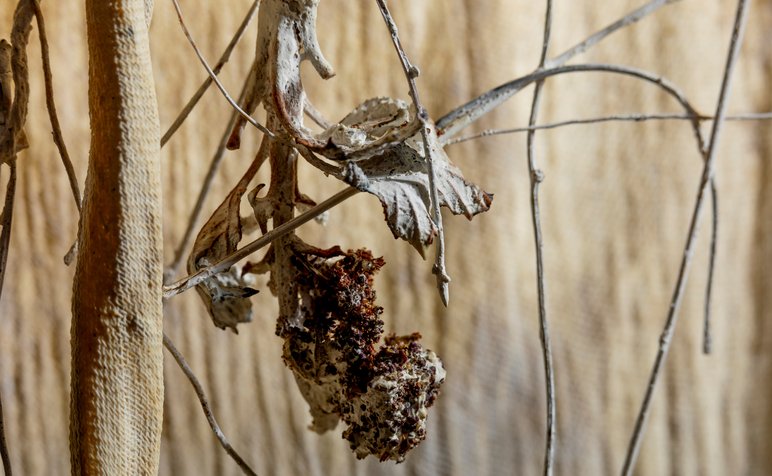 Weaving WILDerness_Image Credit Rory Daniel 1